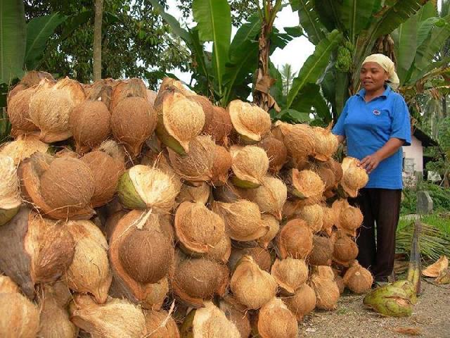 Petani kelapa bahagia, harga kelapa di Meranti Rp2.200 per Kilogram