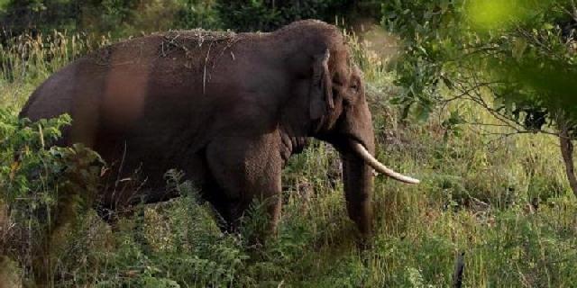 Gajah Liar Masuk Kampung, Warga Inhu Diminta Waspada