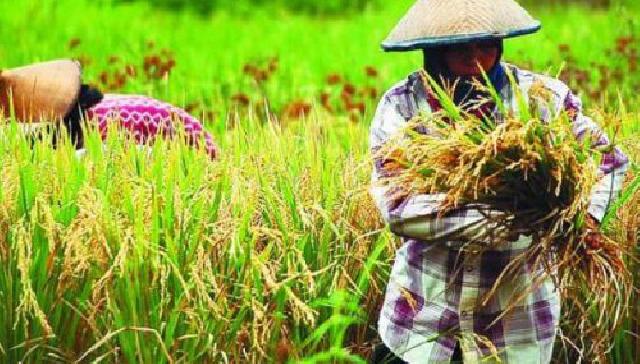 Legislator Minta Pemkab Rohil Wujudkan Swasembada Pangan