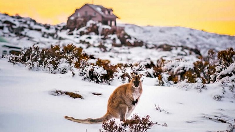 Salju Turun Lagi setelah 50 Tahun, Ini yang Dilakukan Warga Tasmania