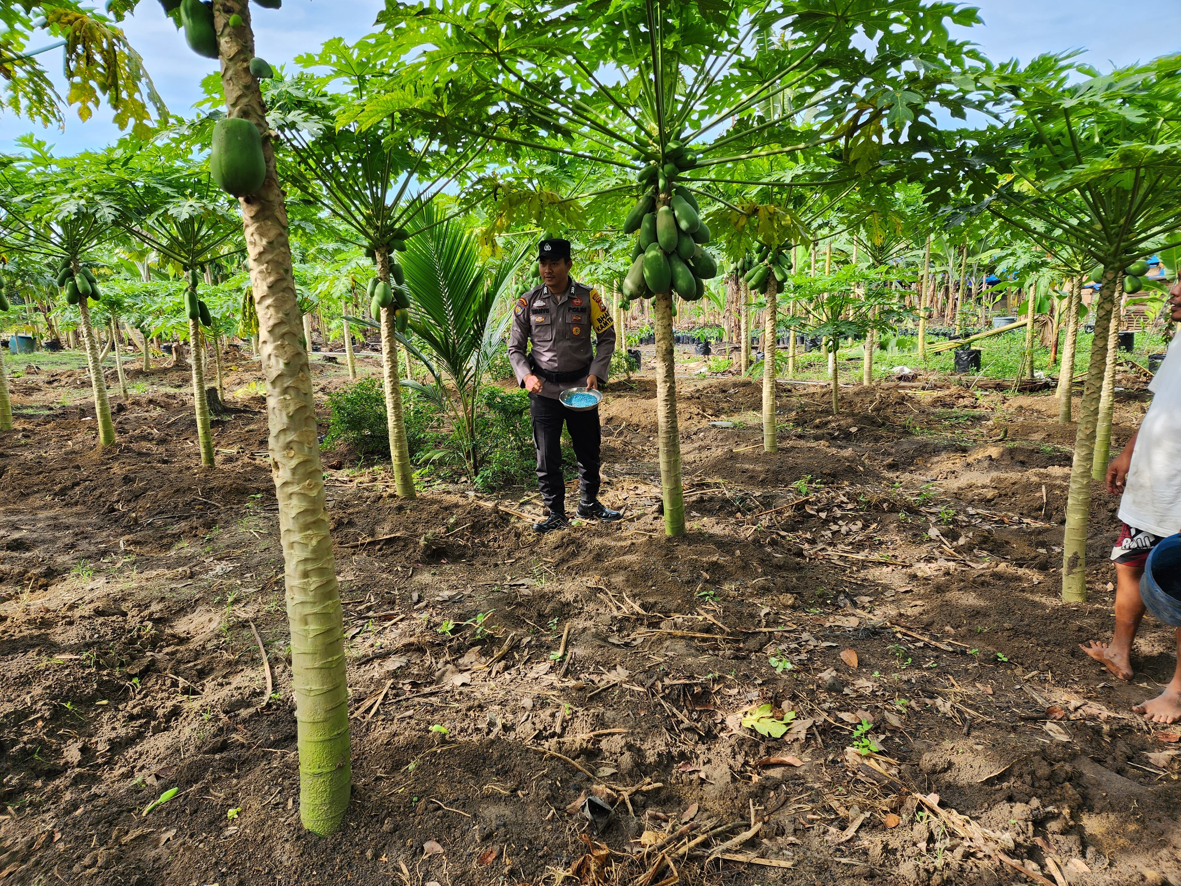 Polsek Bangko Pusako Dorong Ketahanan Pangan di Kepenghuluan Pematang Damar