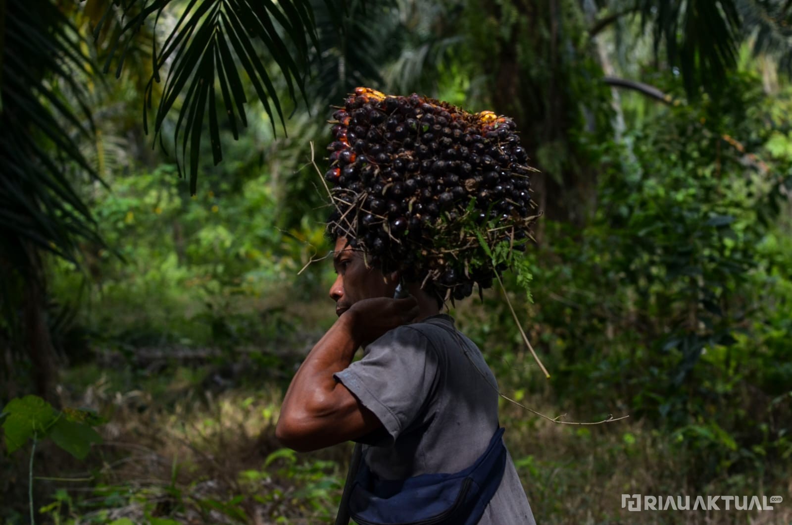 Turun, Harga TBS Kelapa Sawit Pekan Ini Capai Rp2.634 per Kilogram