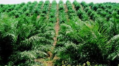 Tak Diperhatikan, 45 Hektar Sawah Kecamatan Sabak Auh Jadi Kebun Sawit