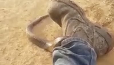 Heboh Video Ular Mematikan Menyelinap ke Dalam Celana