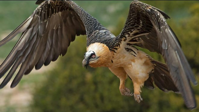 10 Burung Paling Berbahaya di Duni