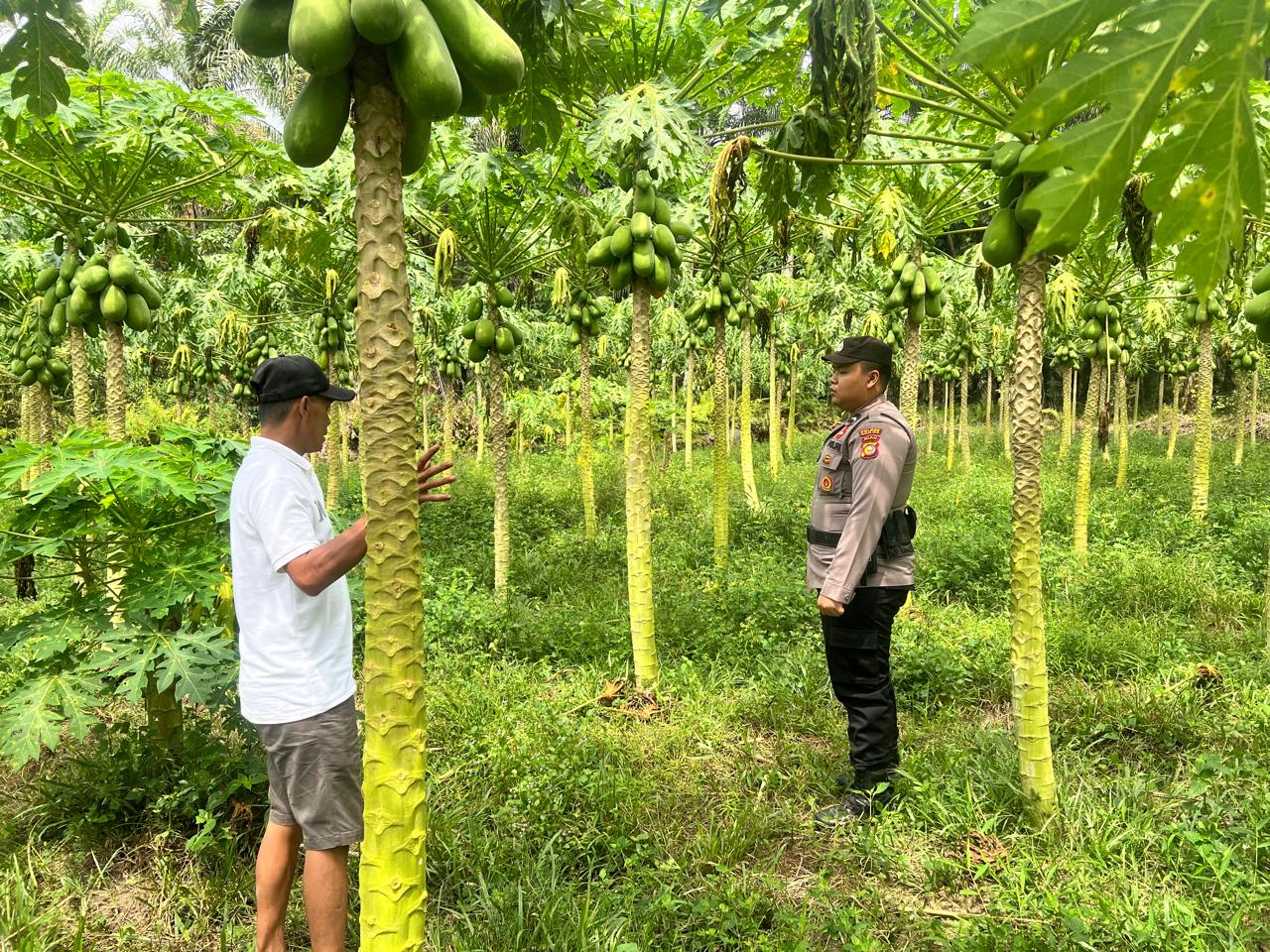 Polsek Bangko Pusako Dorong Ketahanan Pangan di Kepenghuluan Bangko Balam