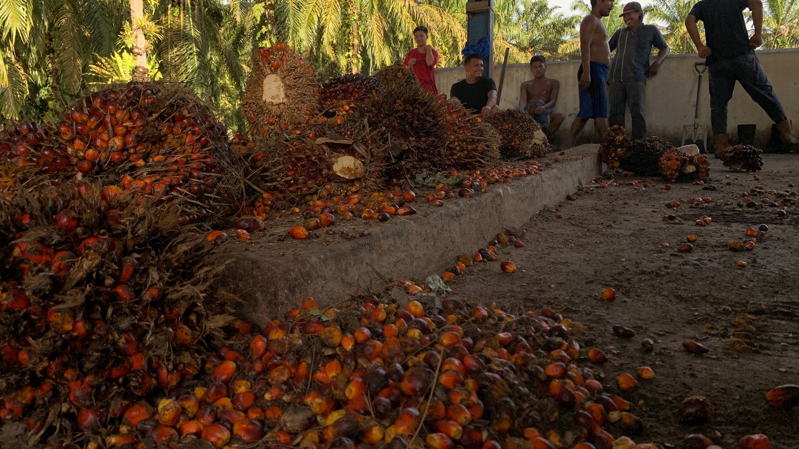 Harga TBS Kelapa Sawit Mitra Swadaya Naik, Capai Rp3.533,59 per Kilogram
