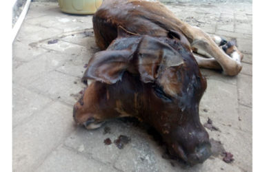 Sapi Berkepala Dua Gegerkan Warga Makasaar