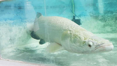 Menteri Susi: Musnahkan Ikan Arapaima dari Perairan Indonesia