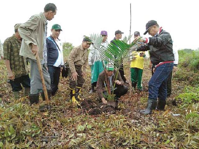 Pemkab Kepulauan Meranti Bangun 969 Ha Kebun Sagu dan Kelapa