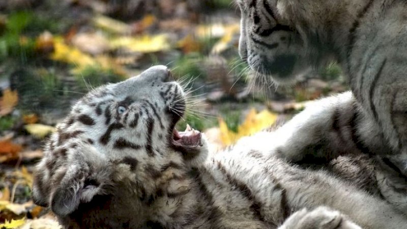 Enam Petugas Kebun Binatang Positif Covid-19, Dua Anak Harimau Putih Mati