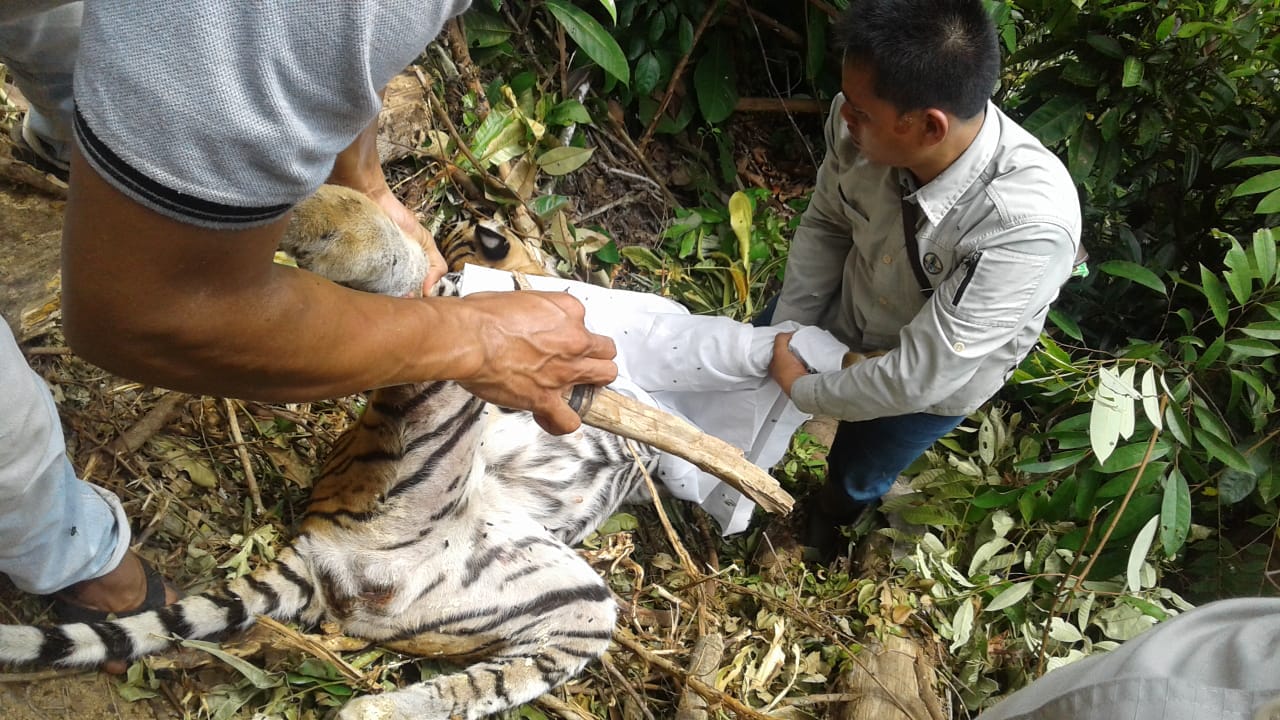 Kasihan, Terjerat Kawat Besi, Harimau di Kuansing Riau ini Tewas