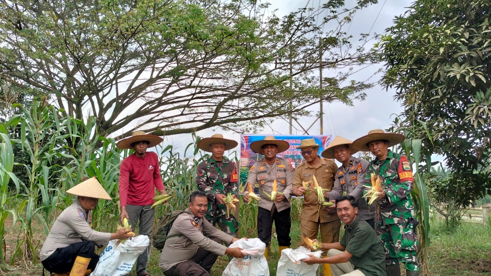 Polsek Bangko Pusako Panen Jagung Ketahanan Pangan Bersama Masyarakat