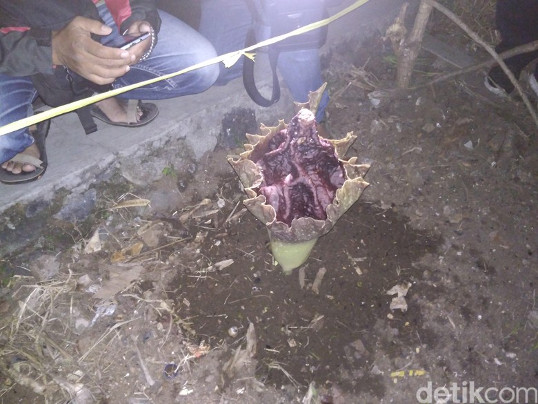 Warga Garut Temukan Bunga 'Berdarah' di Sekitar Kuburan