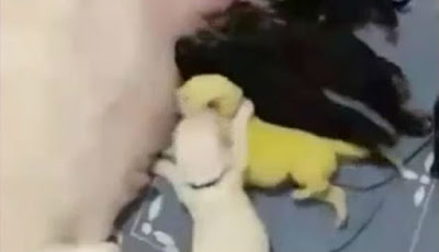 Unik dan Imut, Anjing Herder Melahirkan Anak Berwarna Hijau