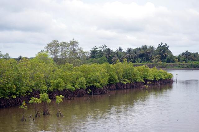 Air Pasang Ancam Pemukiman Penduduk Pesisiran di Meranti