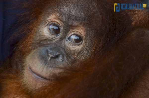 Foto Seekor Anak Orangutan Yang Diselamatkan Dari Perdagangan Gelap 