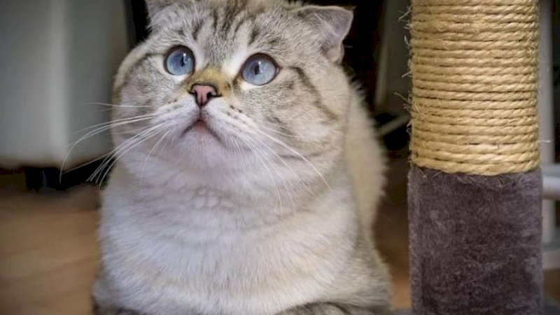 Penggerebekan Narkoba di Thailand Menyita Perhatian, Kucing-Kucing Mahal Ikut Diamankan