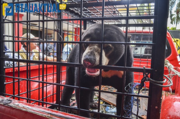 Foto Evakuasi Beruang Madu