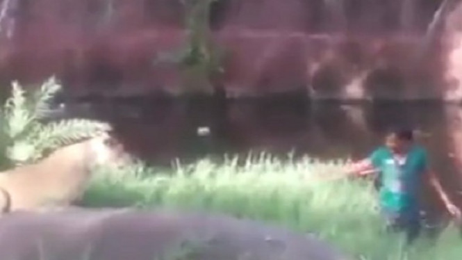 Kala Singa Enggan Makan Pria yang Sedang Mabuk