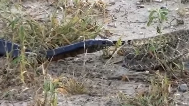 Pertarungan Ular Mematikan Black Mamba vs Rattlenake