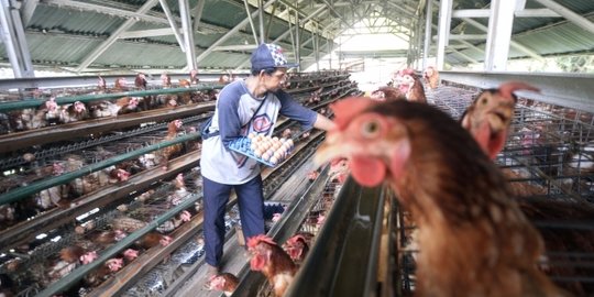 Duh! Temukan Praktik Ternak Ayam Kandang Baterai, Equitas Global: Berisiko Timbulkan Wabah Penyakit Baru