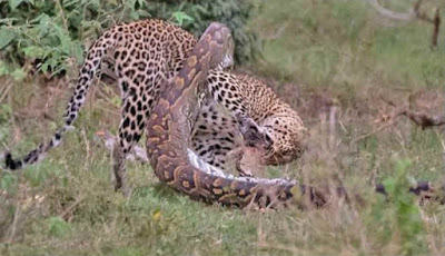 Viral Pertarungan Sampai Mati Ular Piton Vs Macan Tutul