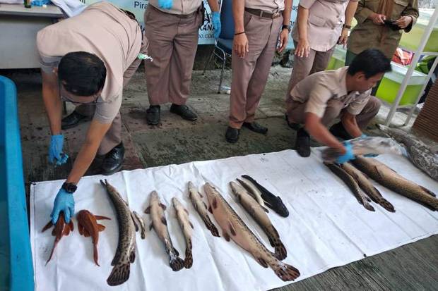 25 Ikan Predator Dimusnahkan dengan Cara Disuntik