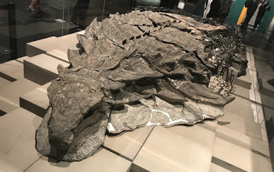 Fosil Dinosaurus Lapis Baja Ini Ungkap Makanan Terakhirnya
