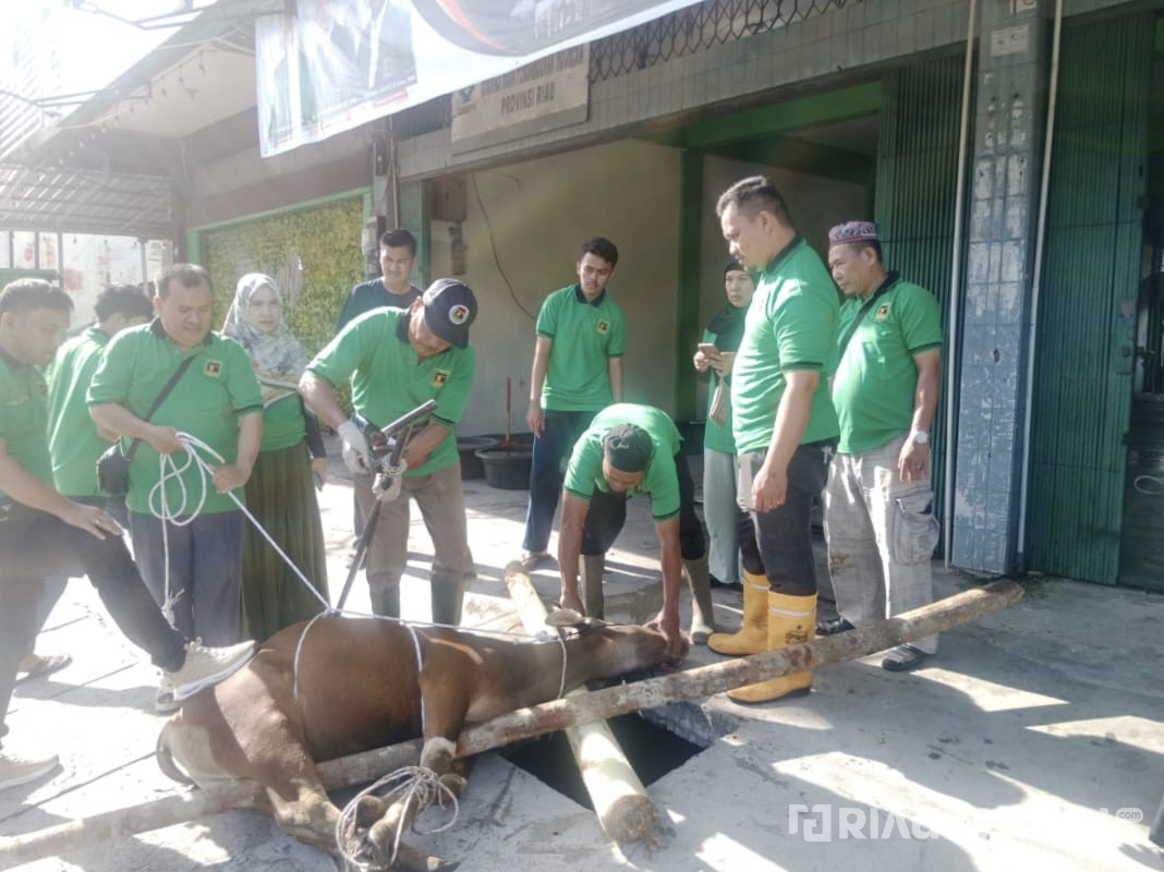 Rayakan Momen Iduladha, DPW PPP Riau Sembelih Dua Ekor Sapi