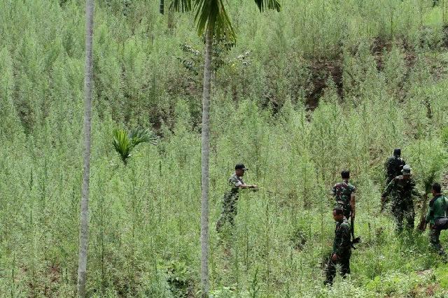TNI-Polisi temukan dua hektare lahan ganja di pegunungan Aceh