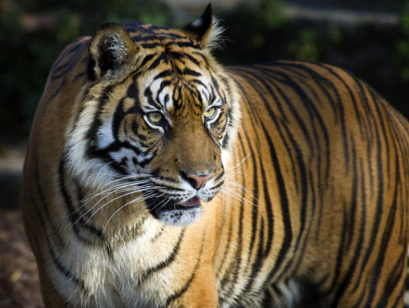 Ngeri! Polisi dan BKSDA Riau Berhadapan Langsung Dengan Harimau di Inhil, Ini Videonya