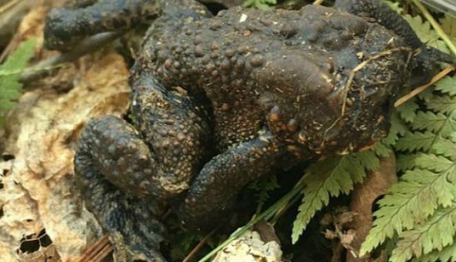 Ditemukan Kodok Zombie yang Hidup Tanpa Kepala