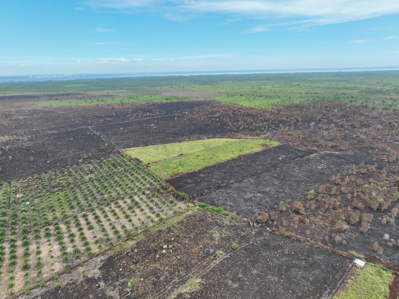 100 Hektare Lahan di Pulau Rupat Bengkalis Terbakar, Polisi Tetapkan Dua Tersangka