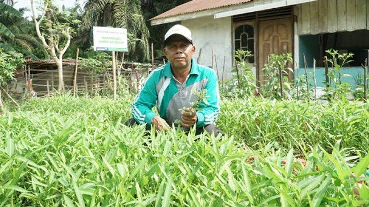 Kisah Petani Berdasi Binaan RAPP