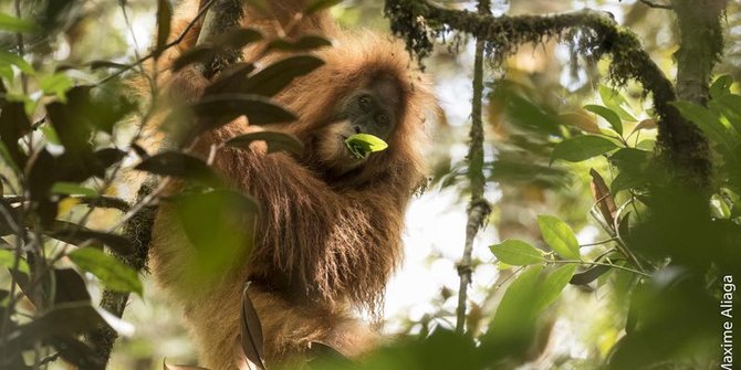 Heboh ! Kematian Orangutan Dengan 130 Peluru di Kepala Jadi Sorotan Dunia
