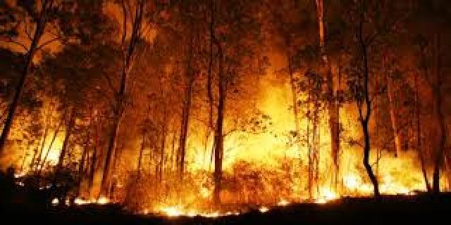 Tahun Ini, Sudah 1.061 Ha Lahan Riau Terbakar