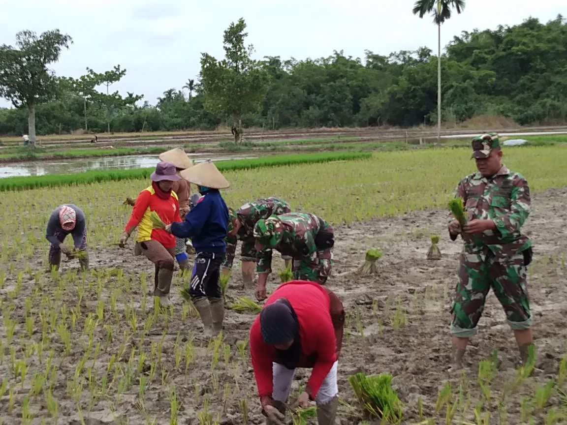 Bersama Masyarakat, Danramil Tempuling Ikut Tanam Padi Serentak