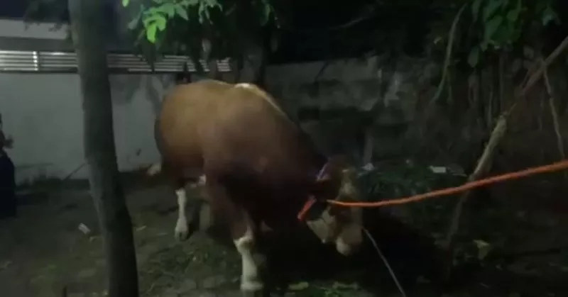 Sapi Kurban Presiden Jokowi Mengamuk, Pohon Roboh dan Warga Kocar-kacir