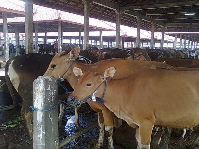 Distan Tempatkan 20 Timkes di tempat Pejualan Hewan Kurban