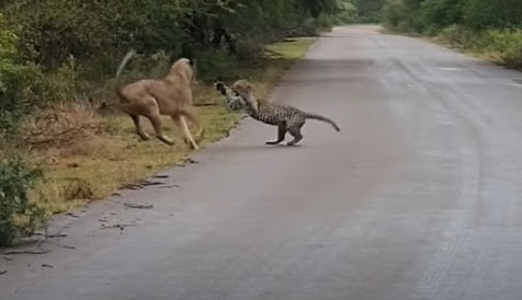 Singa Serang Macan Tutul, Ini yang Terjadi Selanjutnya