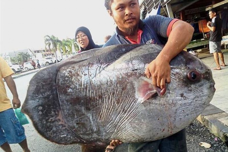 Heboh, Nelayan Malaysia Berhasil Tangkap Ikan Langka Berbobot 60 Kg