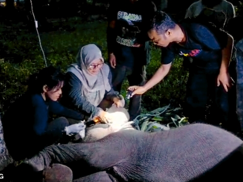 Teriakan Terakhir Laila, Anak Gajah di Sebanga Mati Setelah Kondisi Mendadak Drop