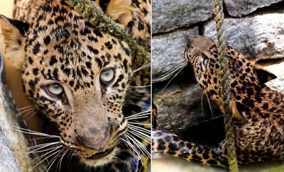 Detik-detik Penyelamatan Macan Tutul dari Sumur Sedalam 5 Meter