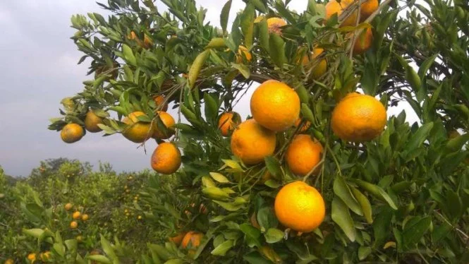 Gak Mampu Bersaing Harga, Jeruk Lokal Membusuk Lawan Jeruk Impor