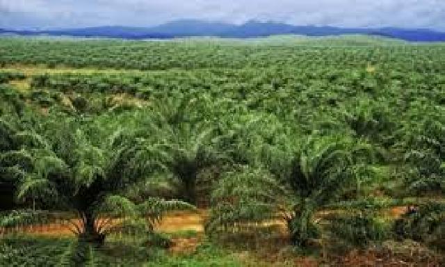 Disbun Riau Perhitungkan Biaya Replanting Kelapa Sawit