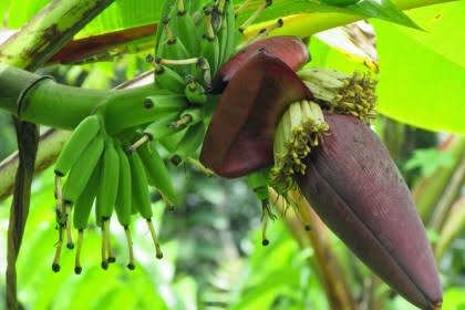 7 Manfaat Jantung Pisang, Antara Lain Menurunkan Kadar Gula Darah