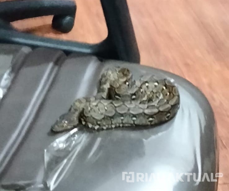 Heboh! Ular Sanca Melingkar di Kursi Rapat Badan Kehormatan DPRD Pekanbaru