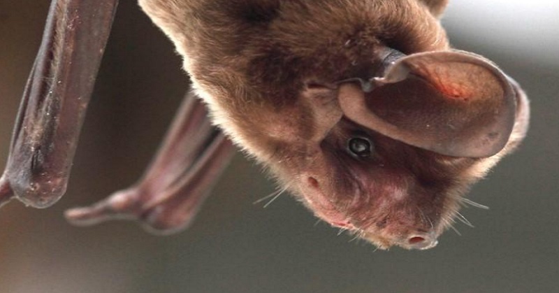 Subhanallah, Cara Hewan Berkomunikasi Dijelaskan dalam Alquran dan Sains