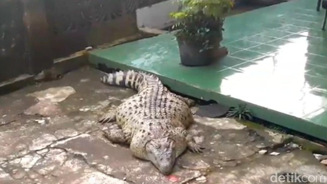 Ternyata Faktor Makanan Buat Kojek Si Buaya Tidak Galak